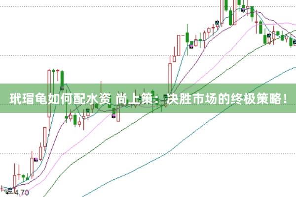 玳瑁龟如何配水资 尚上策：决胜市场的终极策略！
